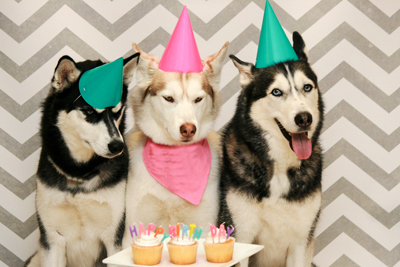 dogs with hats on