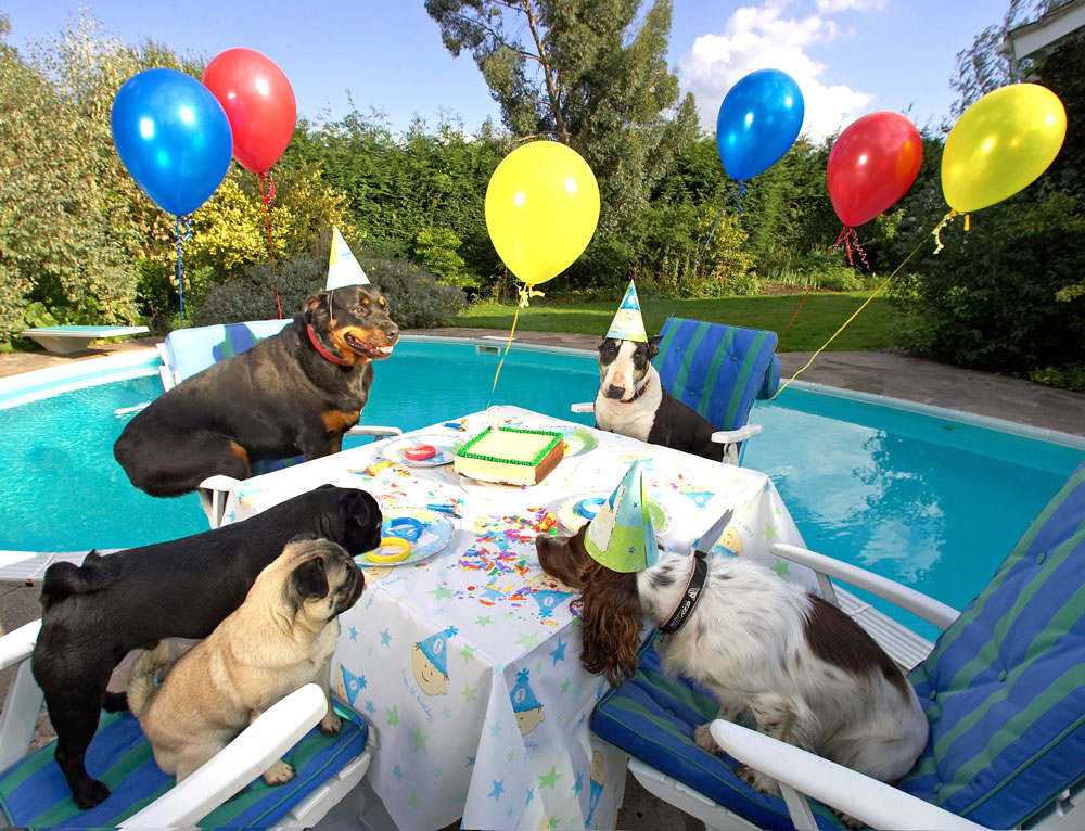 dogs poolside with birthday cake