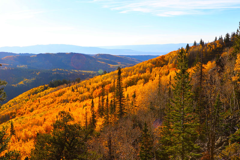 hils covered in golden aspen trees