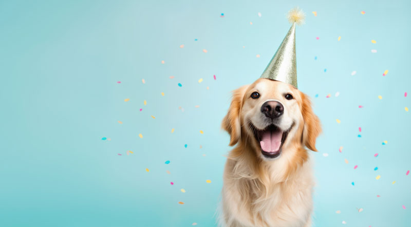 golden retriever with birthday hat